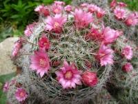 Joli cactus