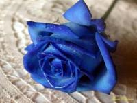 Rosa azul