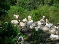 Pélicans à Paradisio