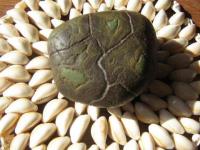 Caillou tortue