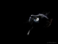 Chat noir