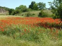 Champ de coquelicots