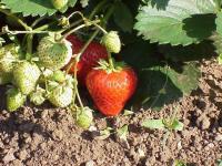 Miam... les fraises