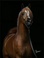 Arabe