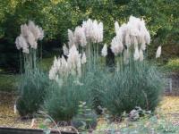 Roseau à plumes