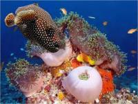 Fonds de la mer