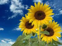 Girasoles