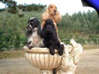 Pas de place pour tous
