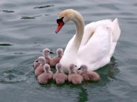 Mes cygnes