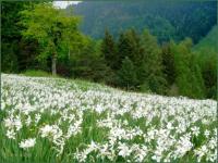 Champ de narcisses