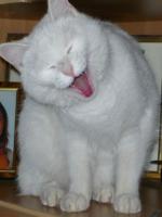 Eclat de rire chat