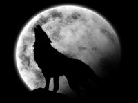 Loup pleine lune