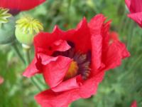 Fleur de Pavot