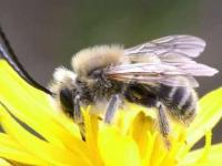 Eucera
