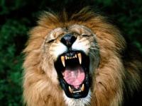 Lion rugissant