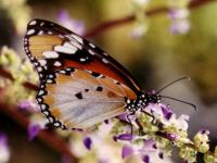 Attacus