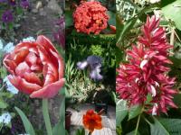 Quelques fleurs