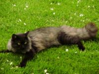 Malou le chat