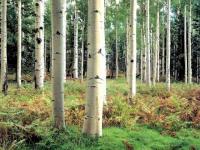Forêt de bouleaux