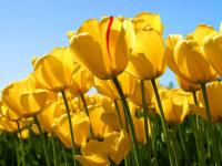 Tulipes 2