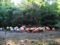 Famille flamant