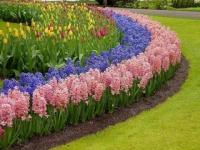 Jacinthes et tulipes