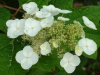 Hortensia quersifolia