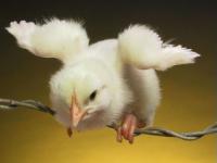 Poussin blanc