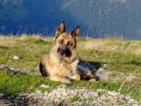 Berger allemand