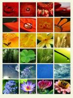 Variedad de flores