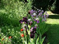 Iris variés