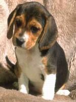 Beagle chou