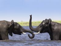 Le bain des éléphants
