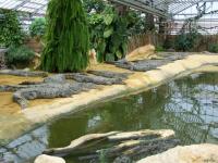 La ferme aux crocodiles