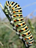 Oruga tricolor