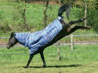 Cheval fou