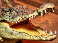Le sourire du crocodile