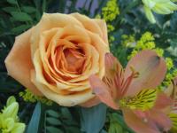 Rose et lys