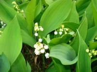 Muguet
