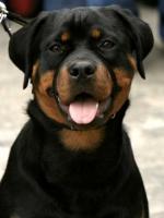 Rott