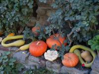 Courges et potimarrons