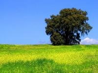 Arbol en primavera