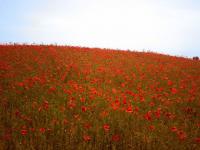 Chant rouge
