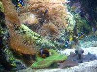 Aquarium la rochelle