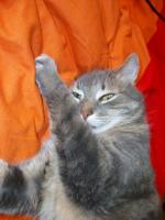 Tsuki