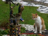 Chat alors !