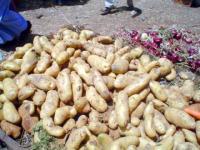 Megas pommes de terre