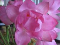 Fleurs de Lotus