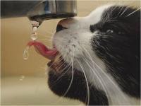 Chat qui boit