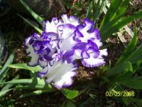 Merveille d'iris